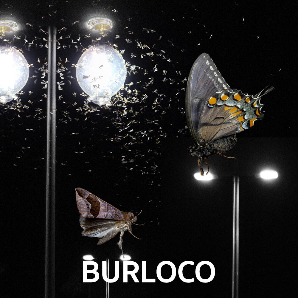 BURLOCO Papillon